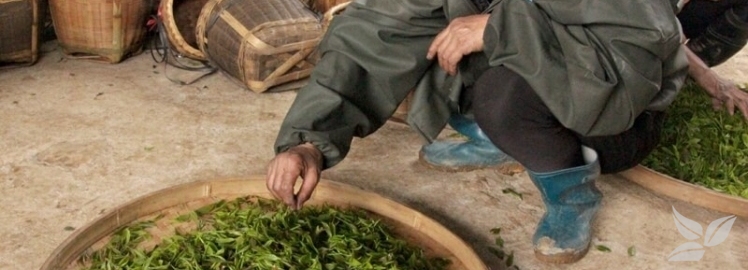 Сбор чайного листа и контроль его качества (Китай)